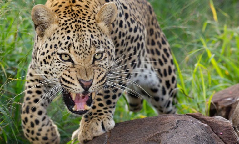 Leopard u Indiji ušao u kuću, zgrabio bebu i rastrgao je